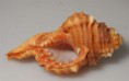 /album/galleria-foto-collezione-malacologica/conchiglia-prova-flash-jpg/